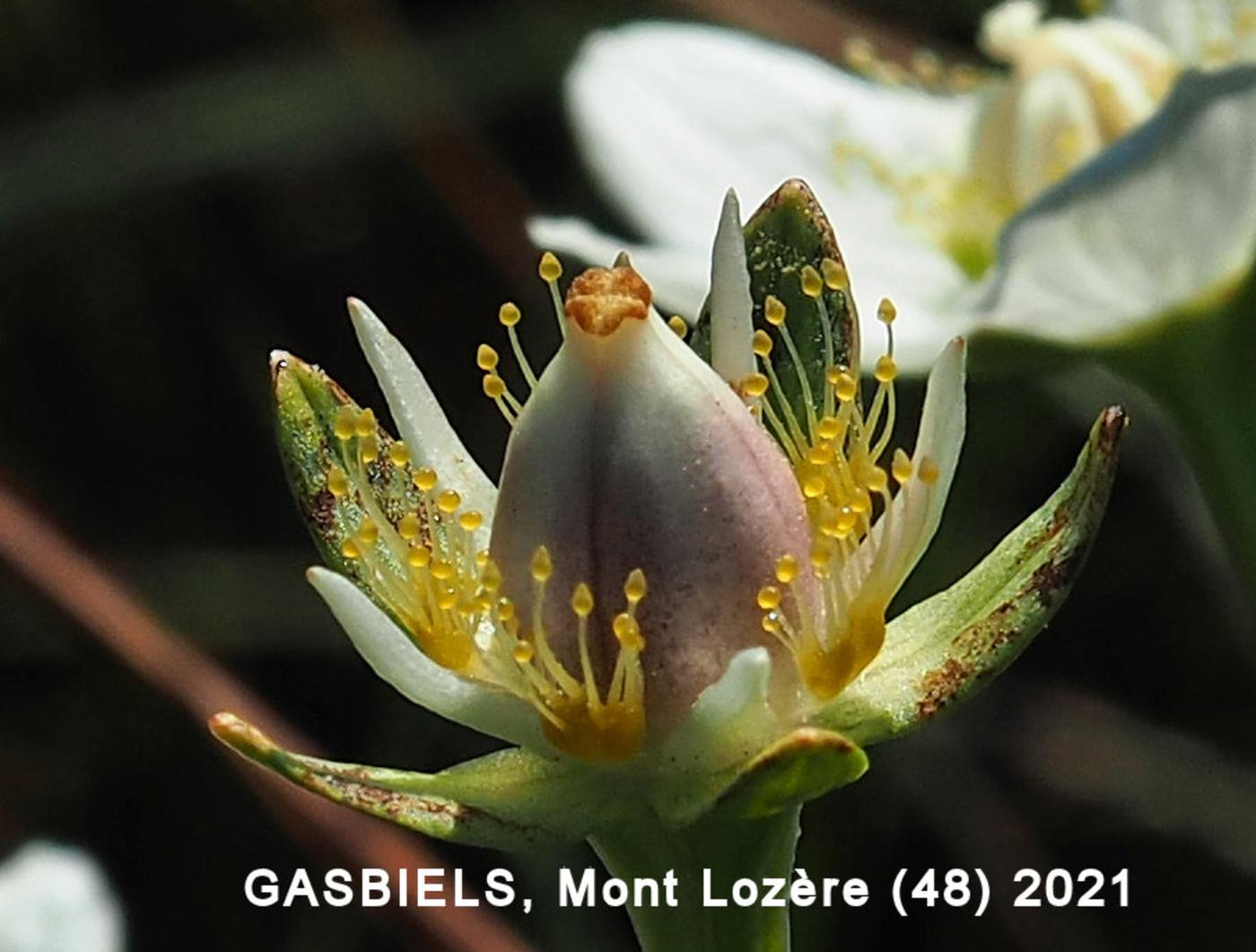 Grass of Parnassus fruit